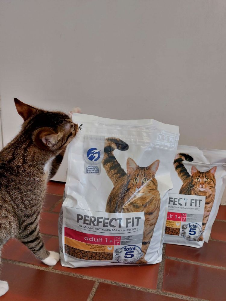 Spendenaufruf Katzentrockenfutter