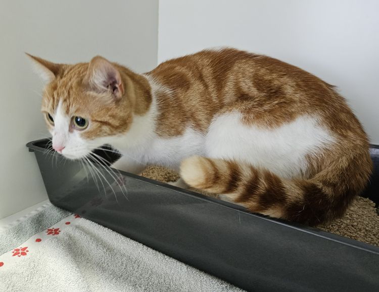 EKH Dixie, Dörthe und Co