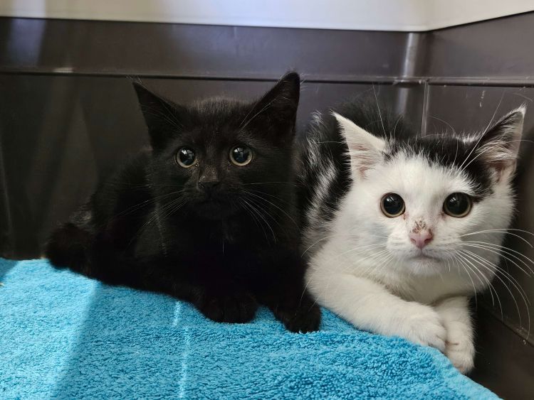 kerstan und kaya1