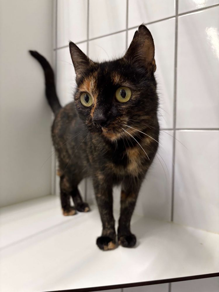 EKH Tatienne und Kitten