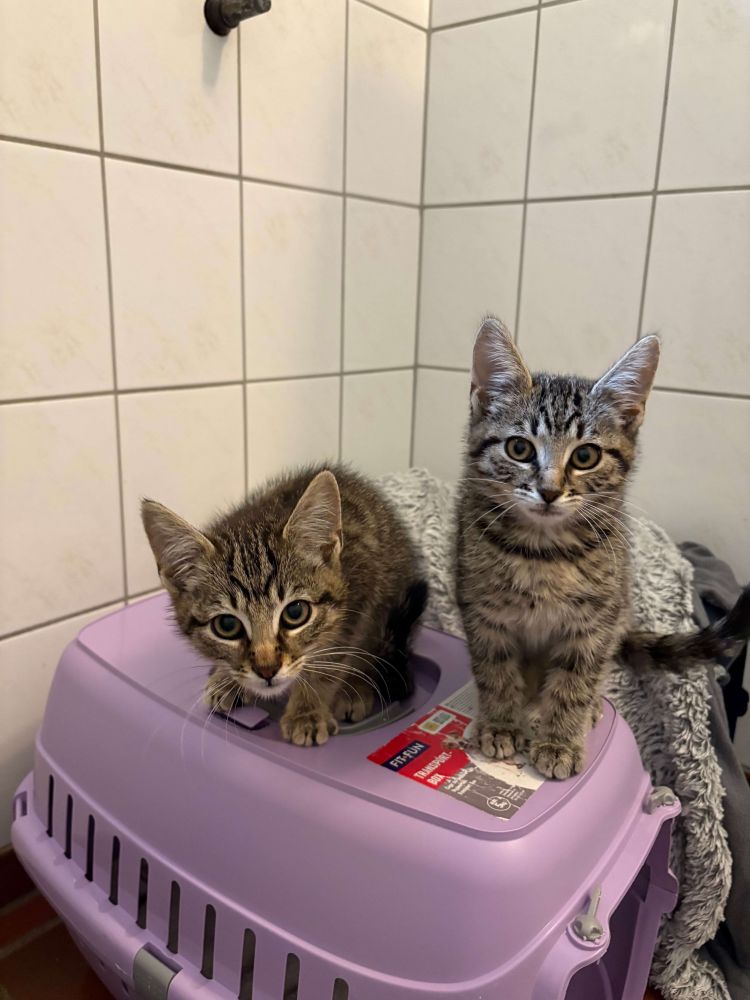 Spendenaufruf Katzenfutter