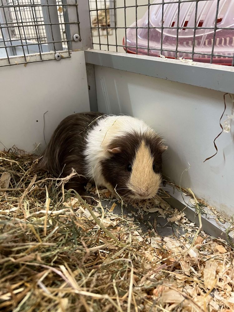 Meerschweinchen Plisch und Plum