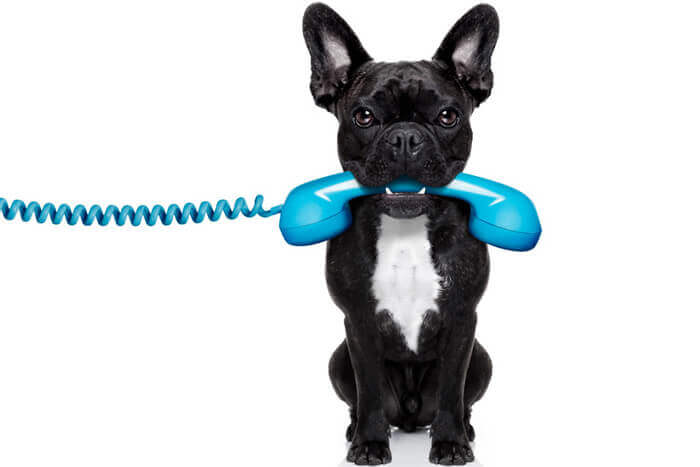 Bulldogge mit blauem Telefonhörer im Maul