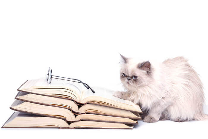 Katze vor Buch