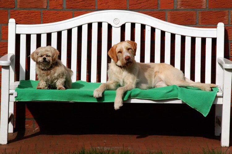 Hunde auf einer Bank