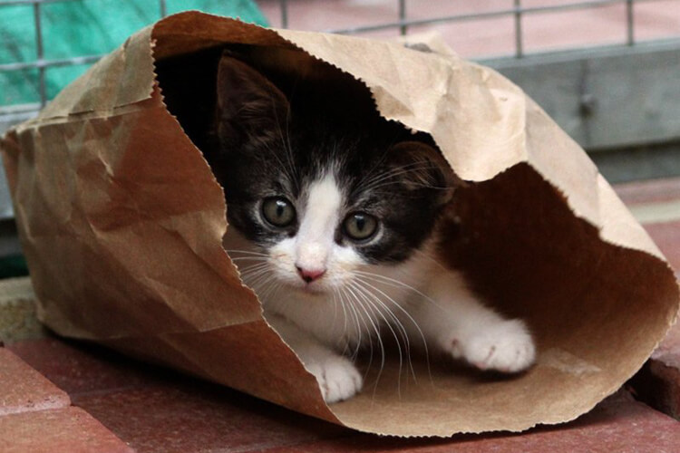 Kätzchen in einer Papiertüte